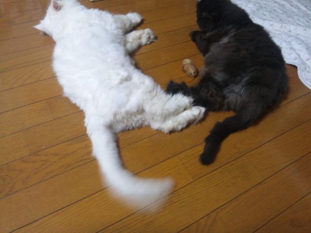 サマーコレクション_d0152937_20315382.jpg