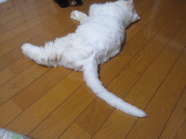 サマーコレクション_d0152937_20315398.jpg