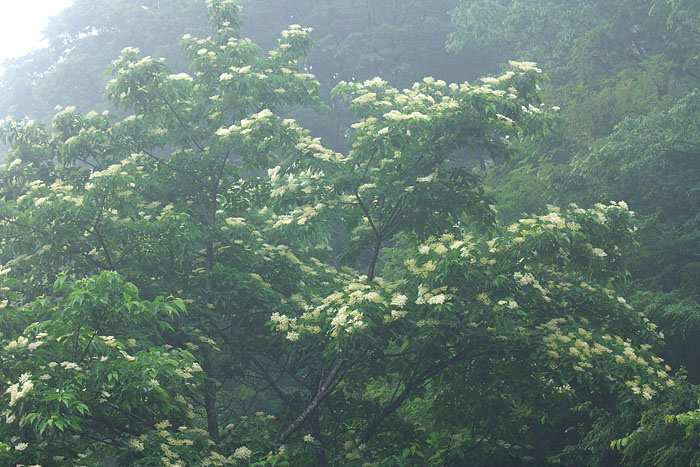c0067040_23295611.jpg
