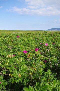 f0045846_10385292.jpg