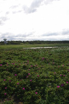 f0045846_10411875.jpg