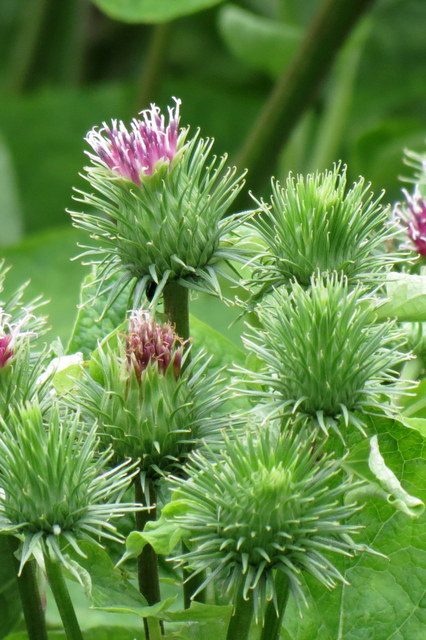ゴボウの花 気ままな日記 ゴボウの花 気ままな日記