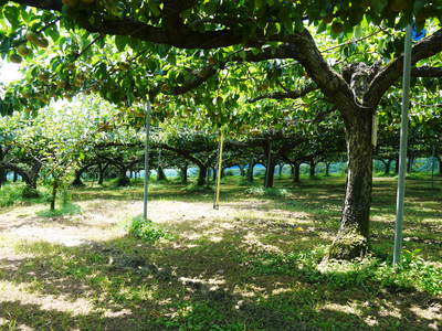 熊本梨 岩永農園 化粧箱入りプレミアム「幸水」の平成26年度初回発送日決定!!_a0254656_16554564.jpg