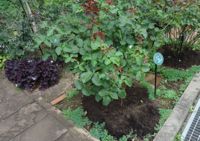 2014/7月の月例会 水場の整備と草花作業 マルチと虫取り_a0094959_9503984.jpg