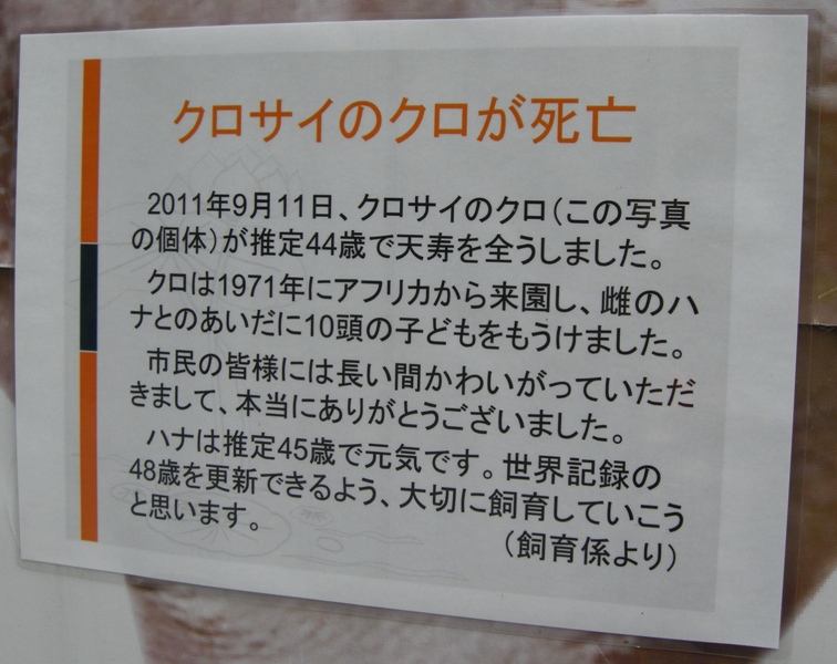 7月14日：日本の動物園のクロサイ飼育史上、大切な記念日！_e0266067_15292312.jpg