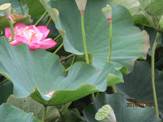 2014年7月13日　休日、　海水浴場　蓮池　カブトスカフェ_f0350477_13174995.jpg