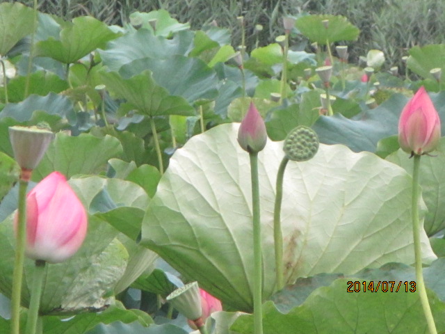 2014年7月13日　休日、　海水浴場　蓮池　カブトスカフェ_f0350477_13190121.jpg