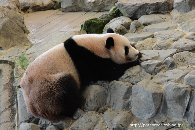 ２０１４年７月白浜パンダ見隊その１　クマちゃん、ワンコに向かってジャンプ_a0052986_23125545.jpg