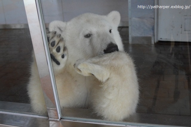 ２０１４年７月白浜パンダ見隊その１　クマちゃん、ワンコに向かってジャンプ_a0052986_23151593.jpg