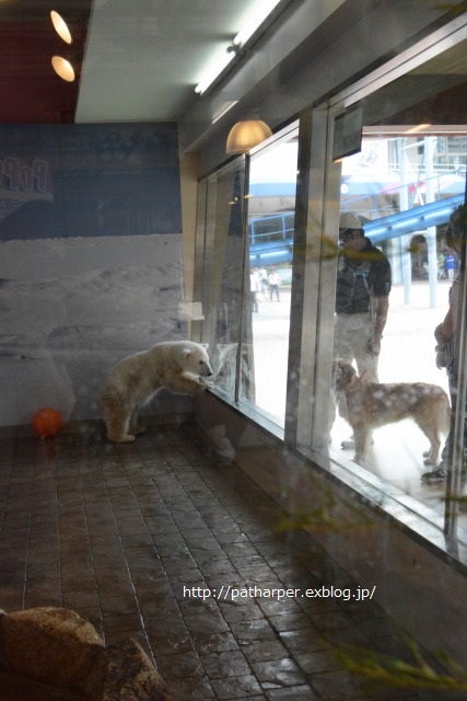 ２０１４年７月白浜パンダ見隊その１　クマちゃん、ワンコに向かってジャンプ_a0052986_23161115.jpg