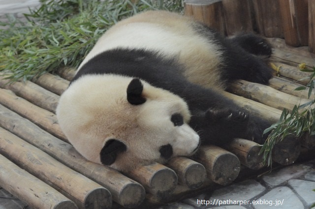 ２０１４年７月白浜パンダ見隊その１　クマちゃん、ワンコに向かってジャンプ_a0052986_23341575.jpg