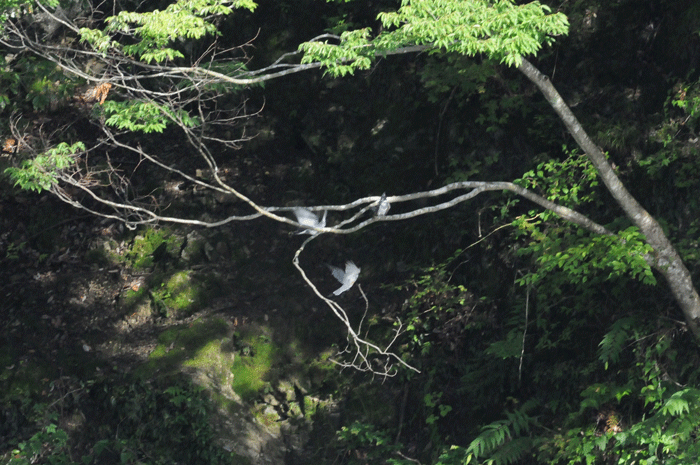 湖岸の鳥さん　＜山翡翠＞_e0248688_1744190.gif