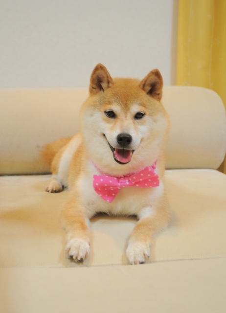 紫なつつじちゃん_a0126590_22410487.jpg