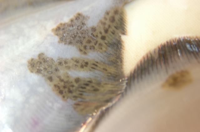パンダ_d0268290_7315917.jpg