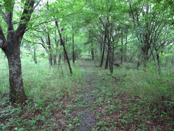a0166196_13355461.jpg