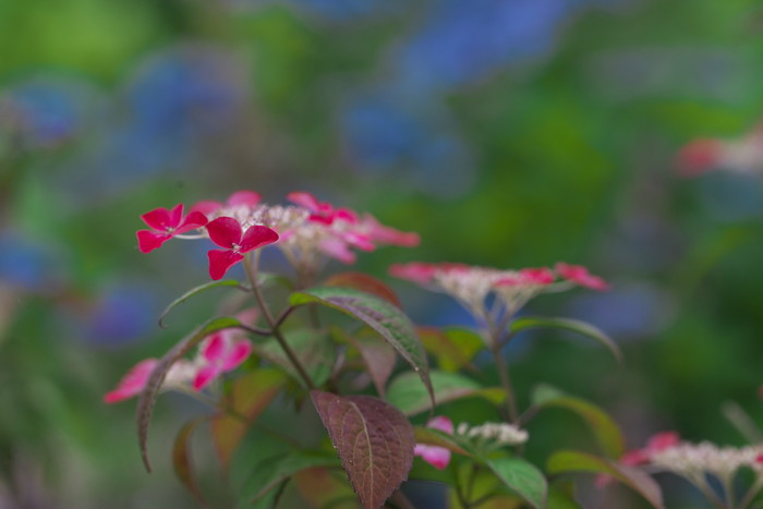 ヤマアジサイ寺・三光寺で撮った山紫陽花の写真をアップします_f0000502_20532970.jpg