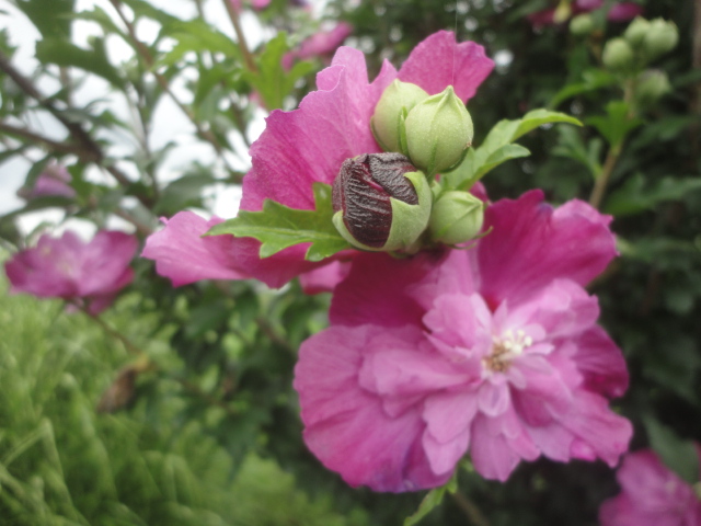 八重のむくげの花…2014/7/15_f0231709_15332261.jpg