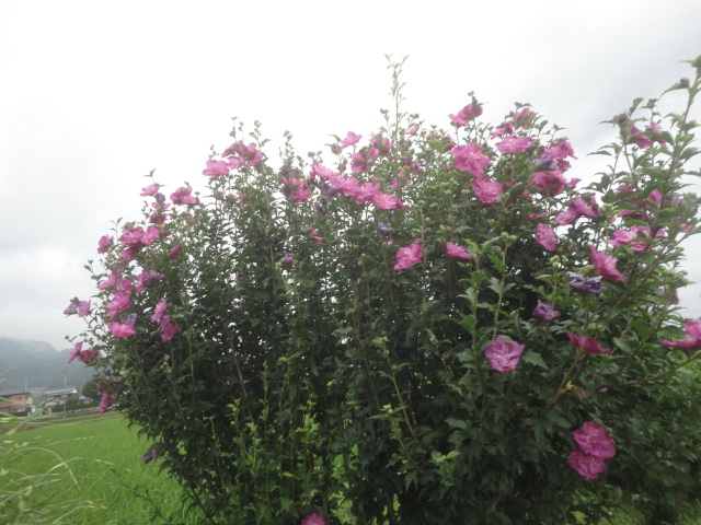 八重のむくげの花…2014/7/15_f0231709_1534552.jpg