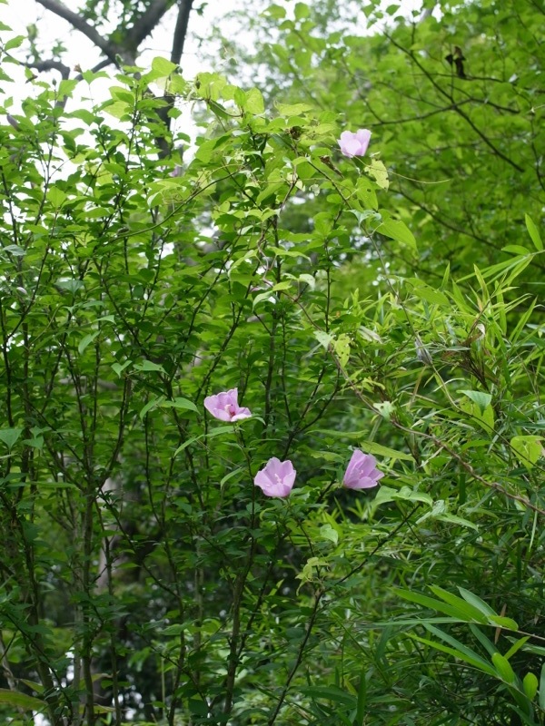 浅間山〜野川公園 その3_e0276411_9141941.jpg