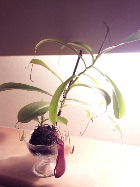 大きくなった食虫植物_f0226713_021823.jpg