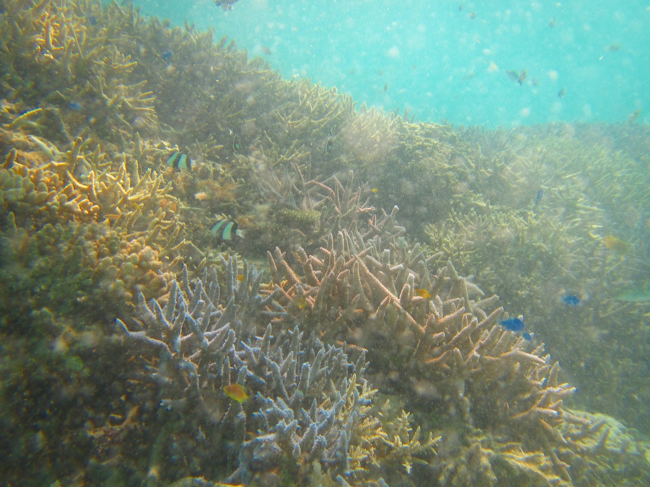 石垣島から竹富島へ_a0150218_11491645.jpg