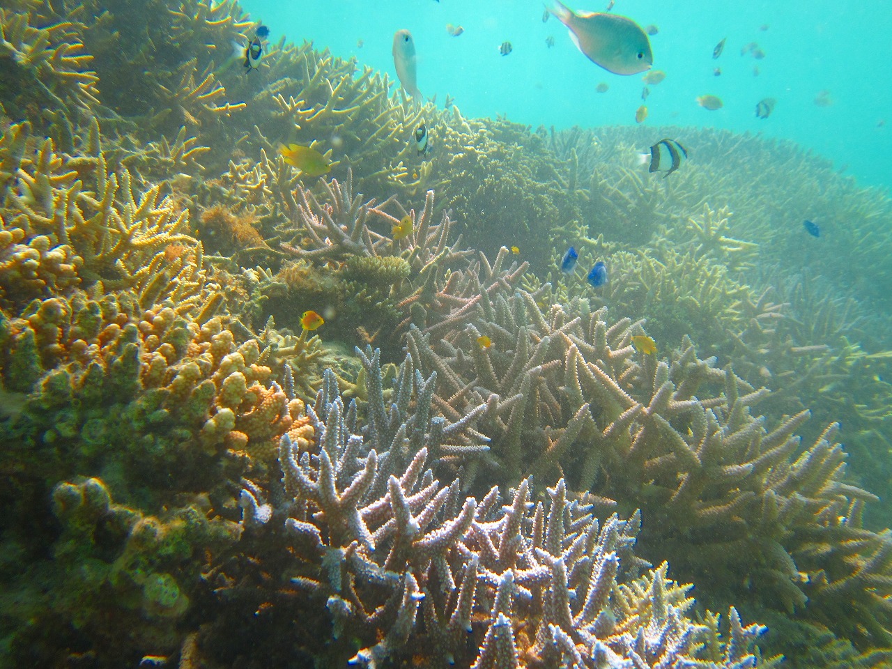 石垣島から竹富島へ_a0150218_1150432.jpg