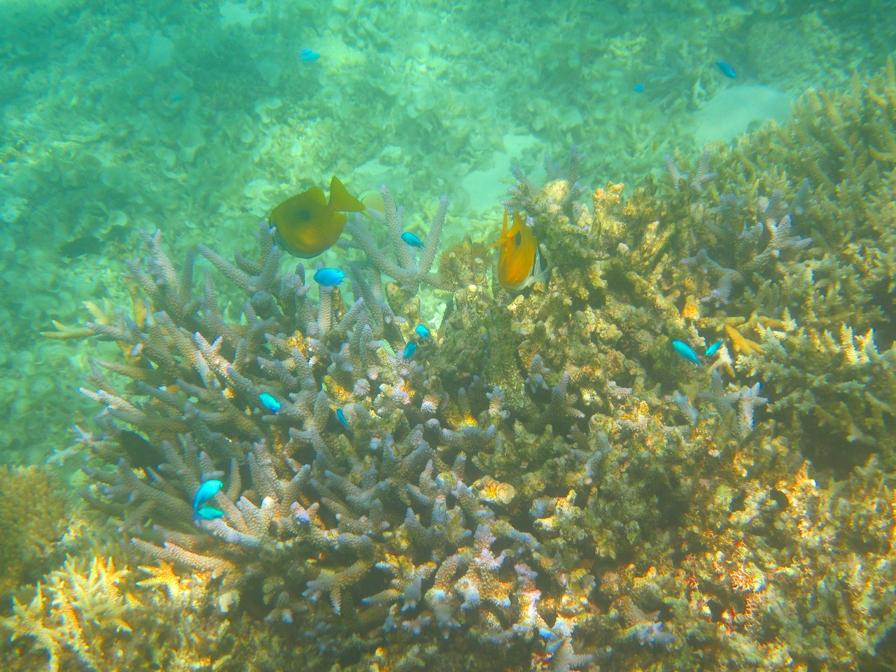 石垣島から竹富島へ_a0150218_11514254.jpg