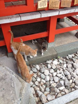 マクロ美に巡り会う日本滞在記_f0095325_2222283.jpg