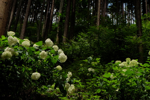 b0281732_647564.jpg