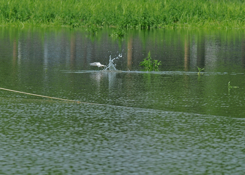 d0290240_803974.gif
