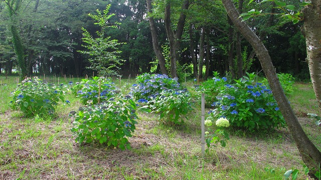 愛知池のアジサイの剪定と花摘み取り最終_f0313744_23541665.jpg