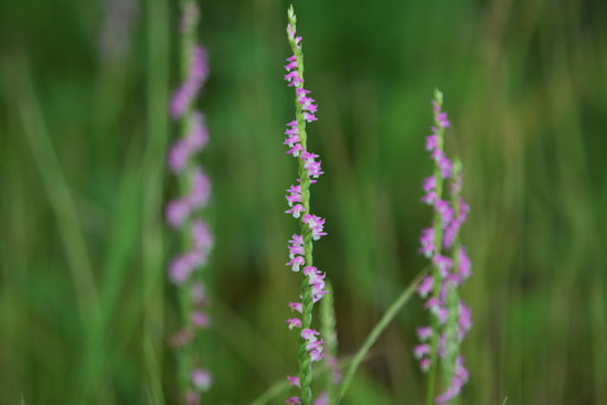 c0093046_6292514.jpg