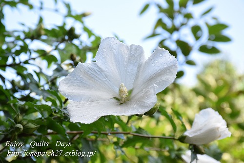 ムクゲの花咲いて、夏！_f0343750_16415676.jpg