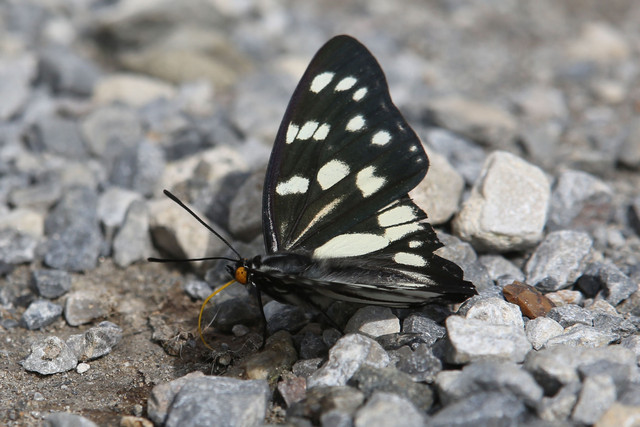 ソクズの蜜腺体を捉えたジャコウアゲハ（千葉県松戸市、20140712）_f0345350_06224559.jpg