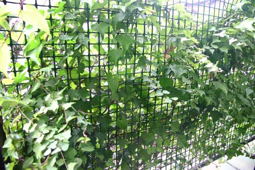 北側窓の目隠しツタは蔓が窓側に伸びてくる つる植物生育日記