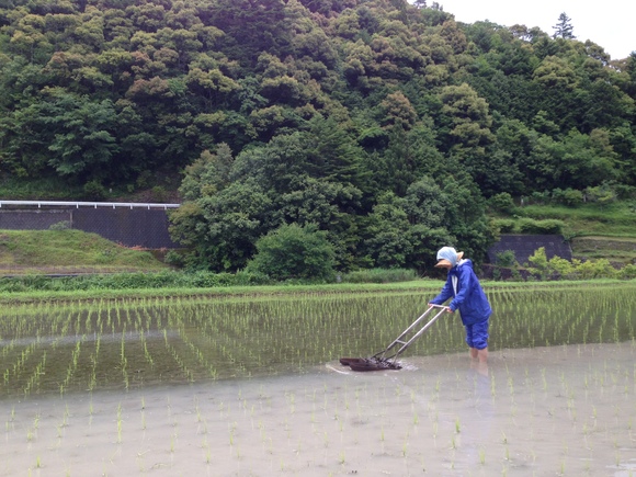 田んぼしてます。_a0130576_884398.jpg