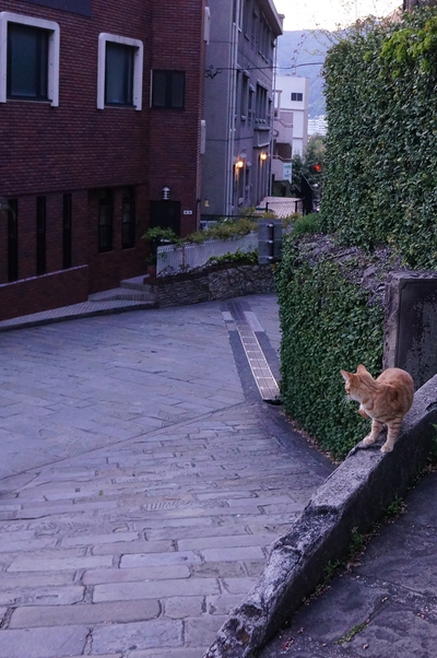 売れる長崎猫写真2_c0193077_12105178.jpg
