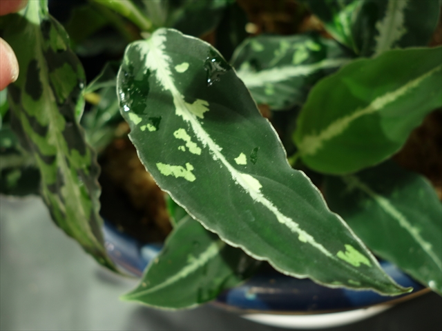 Aglaonema pictum\"BGW\" from Sibolga【AZ0913-1ｃ】_a0067578_0443628.jpg