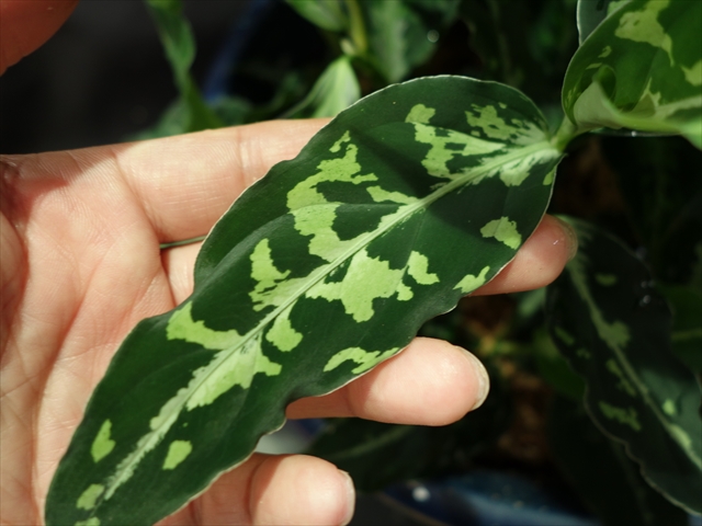 Aglaonema pictum\"BGW\" from Sibolga【AZ0913-1ｃ】_a0067578_0444356.jpg