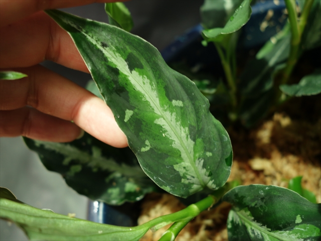 Aglaonema pictum\"BGW\" from Sibolga【AZ0913-1ｃ】_a0067578_0445619.jpg