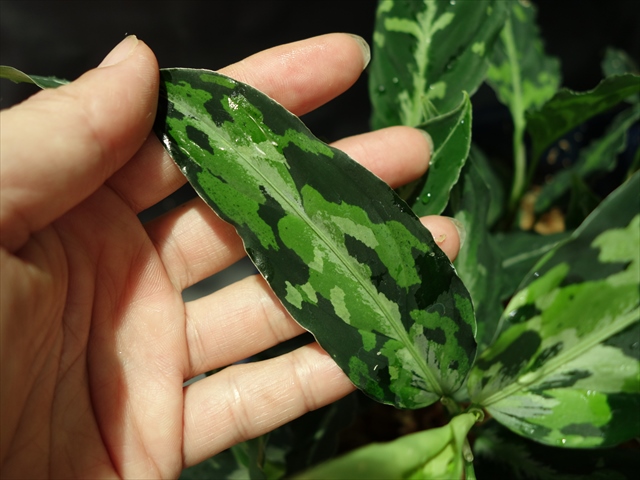 Aglaonema pictum\"BGW\" from Sibolga【AZ0913-1ｃ】_a0067578_0454883.jpg