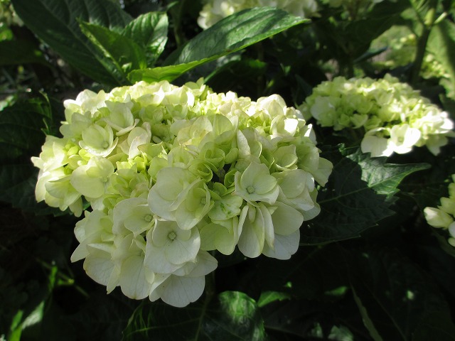 紫陽花 花壇 の んびり 紫陽花 花壇 の んびり