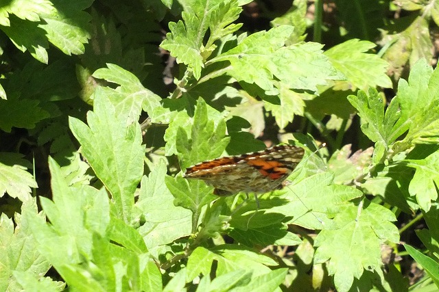 e0070891_2127963.jpg