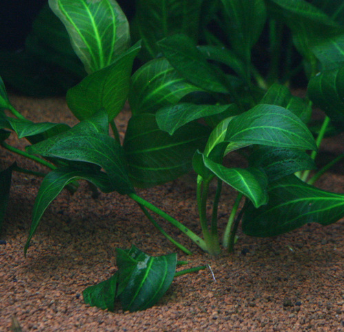 c0165800_21222969.jpg
