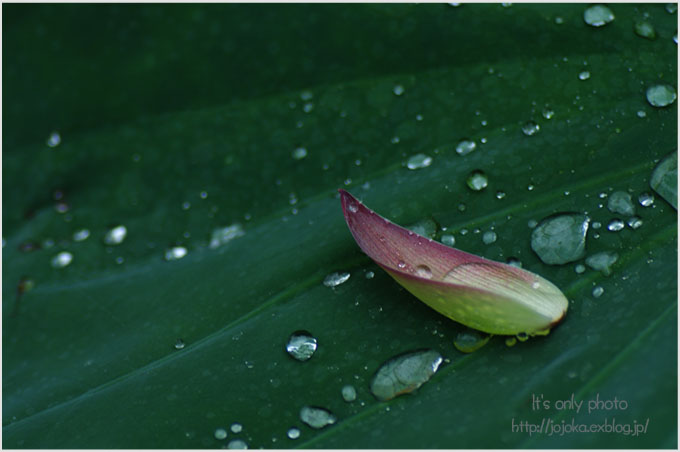 雨の蓮池で。。。＊1_e0008800_22334241.jpg