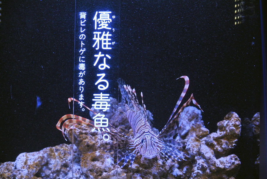 ■ すみだ水族館へ_b0144301_06505437.jpg