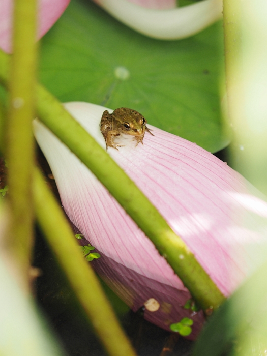 森川花はす田　2014_e0075403_18111934.jpg