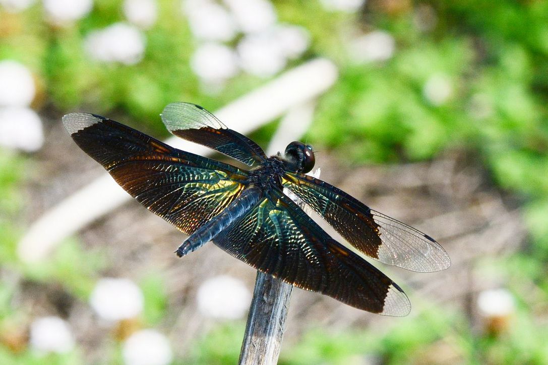 チョウトンボ 蝶蜻蛉 のキラキラ翅脈模様 私のデジタル写真眼