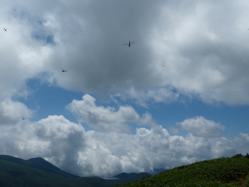 奥那須・天空の花畑_a0288621_10001336.jpg