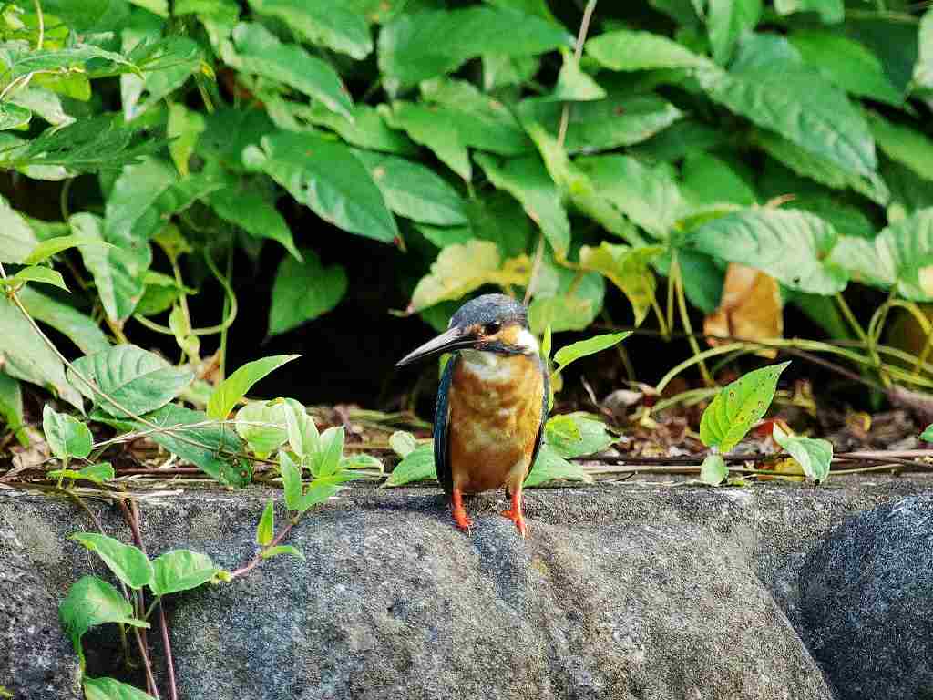 カワセミ、やっと出て来てくれた！_e0293921_21323137.jpg